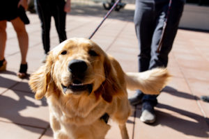 Intero Digital loves pets!